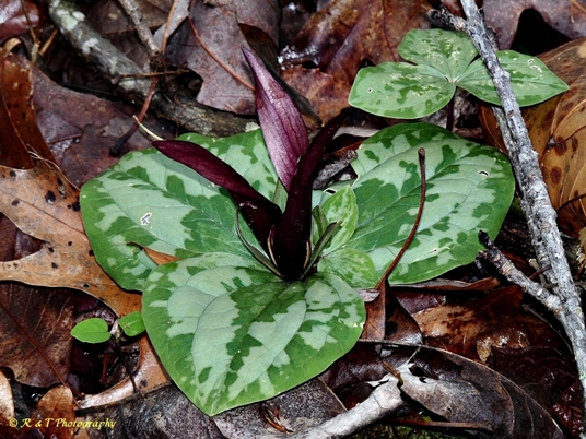{Trillium decumbens}